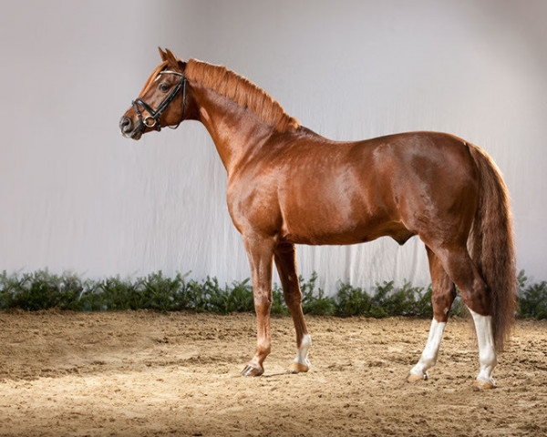 Deckhengst Dressman (Deutsches Reitpony, 1988, von Domingo)