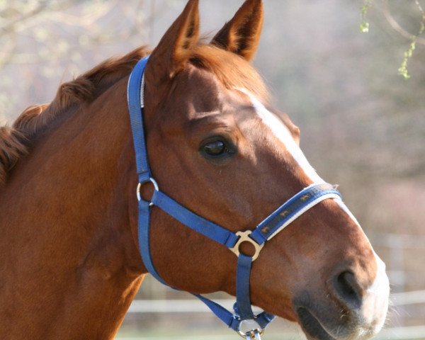 dressage horse Whiskey Dream (Hanoverian, 1995, from Weltmeyer)