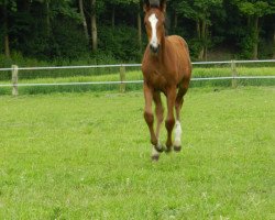 jumper Coradina 10 (Westphalian, 2012, from Con Chello)