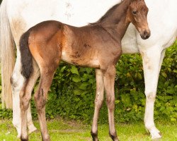 jumper Black Pearl (Westphalian, 2012, from Black Jack 175)