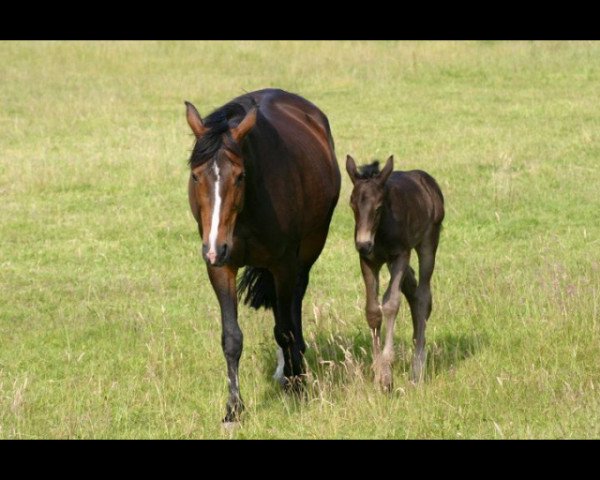 broodmare Potsdame (Westphalian, 1998, from Potsdam)