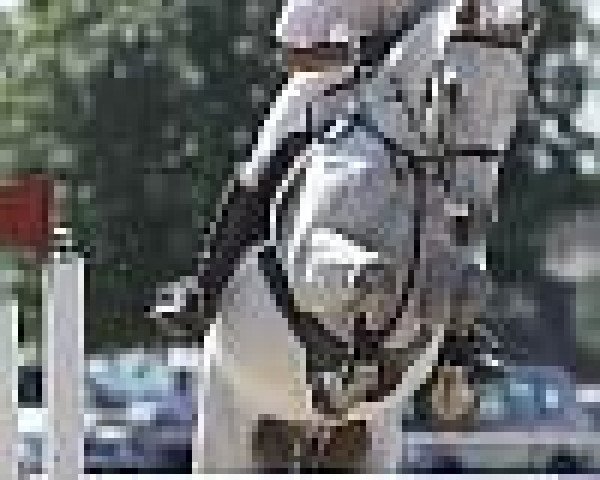 jumper Padova VDL (KWPN (Royal Dutch Sporthorse), 1997, from Nimmerdor)