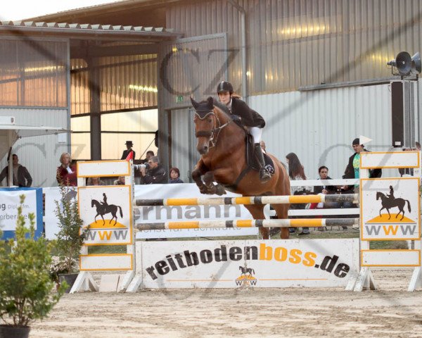 Springpferd Pico 176 (KWPN (Niederländisches Warmblut), 1992, von Gottwald)
