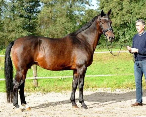 broodmare Lominka (KWPN (Royal Dutch Sporthorse), 1993, from Glendale)