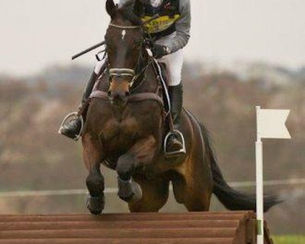 jumper Lord Shostakovich (Westphalian, 2004, from Lord Lancer)