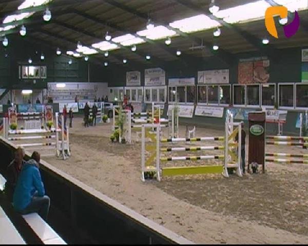 Zuchtstute Albertina P (Hessisches Warmblut, 2006, von Armitage)
