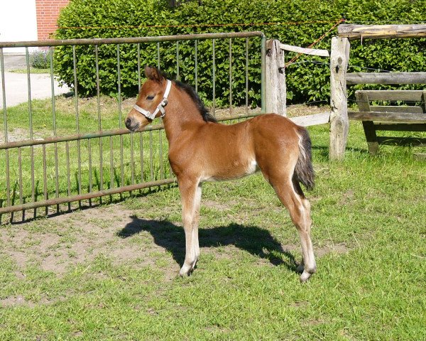 Pferd Curry II (Deutsches Reitpony, 2012, von Top Carlos Cassini)