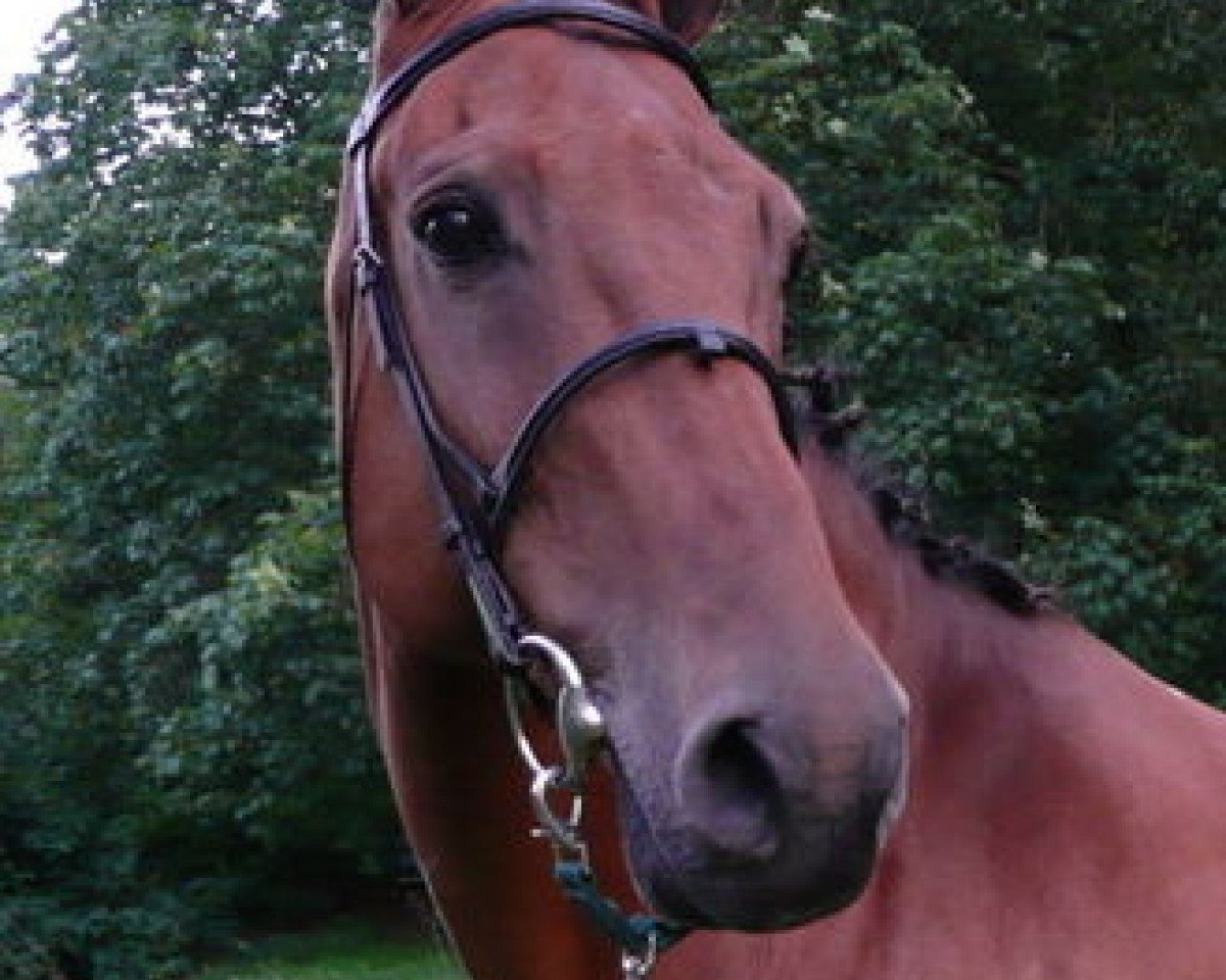 broodmare Faletta I (Holsteiner, 1991, from Capitol I)