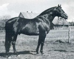 Deckhengst Laertes 4 (Holsteiner, 1966, von Ladykiller xx)