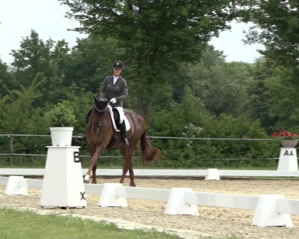Reitturnier Hille 2022