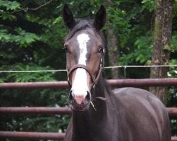 broodmare Liberta (Selle Français, 1999, from Ephebe For Ever)