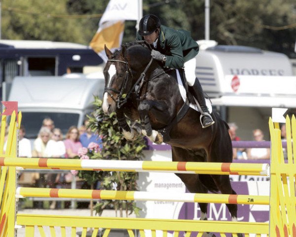 Deckhengst Pessoa VDL (KWPN (Niederländisches Warmblut), 1997, von Animo)