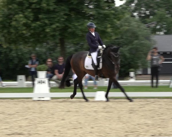 Reitturnier Hille 2022