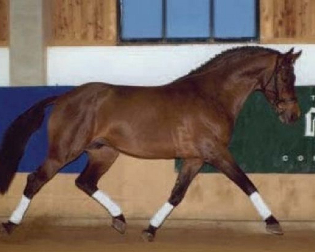 Deckhengst Laretto Diavolo (Oldenburger, 1987, von Landadel)