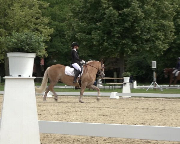 Reitturnier Hille 2022