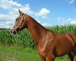 dressage horse Pelegrinius 3 (Westphalian, 2002, from Pelegrinius)