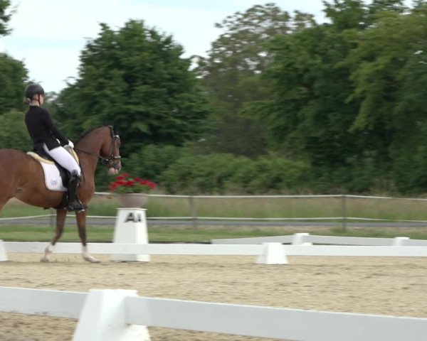 Reitturnier Hille 2022