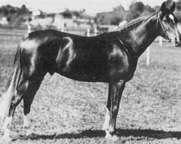 stallion Piolun 1934 ox (Arabian purebred, 1934, from Koheilan VIII 1922 ox)