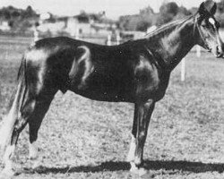 stallion Piolun 1934 ox (Arabian purebred, 1934, from Koheilan VIII 1922 ox)