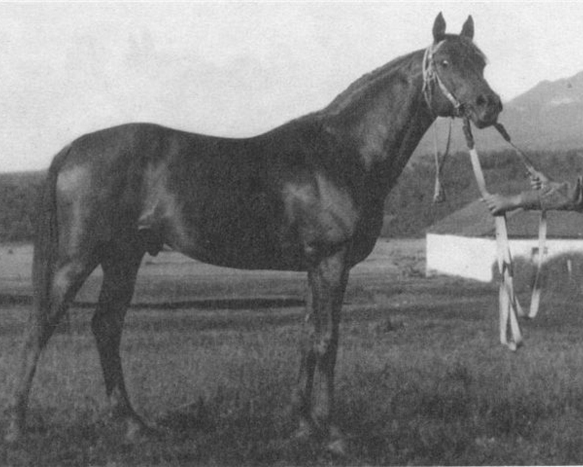 stallion Priboj 1944 ox (Arabian purebred, 1944, from Piolun 1934 ox)