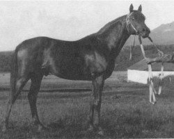 stallion Priboj 1944 ox (Arabian purebred, 1944, from Piolun 1934 ox)