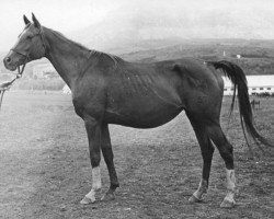 broodmare Kapella 1957 ox (Arabian purebred, 1957, from Priboj 1944 ox)