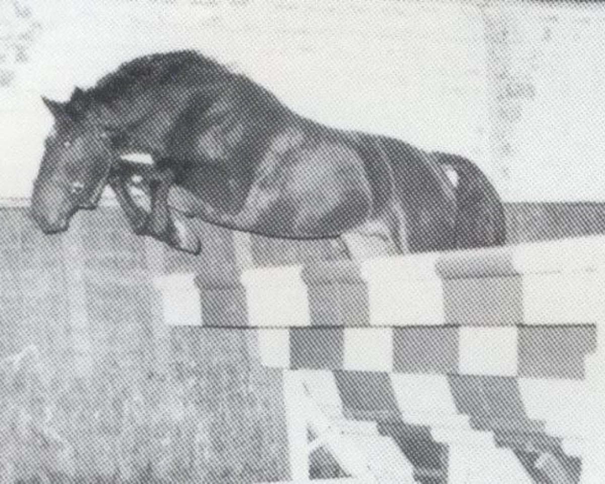 stallion Columbus (Holsteiner, 1978, from Calypso I)