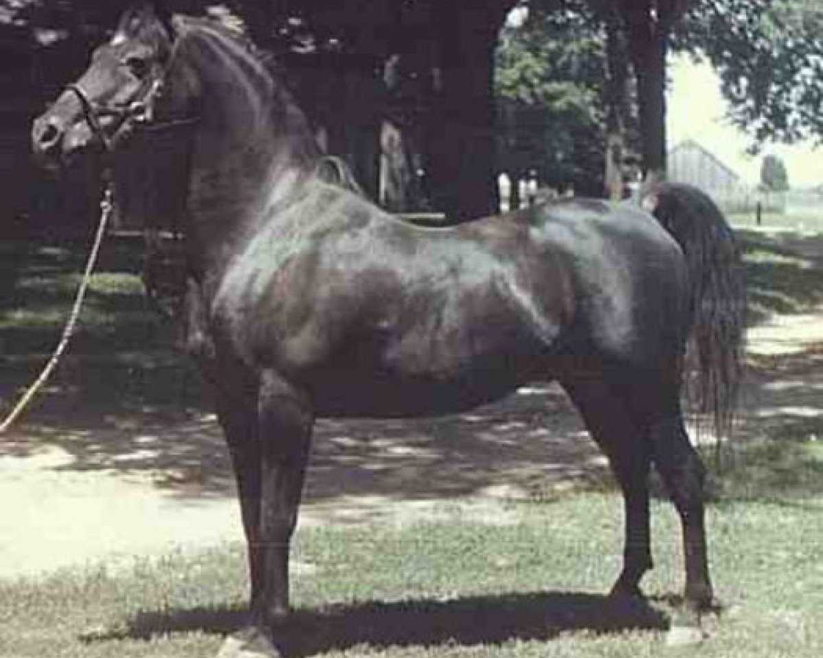 Deckhengst Fa-Serr ox (Vollblutaraber, 1947, von Fadl 1930 RAS)