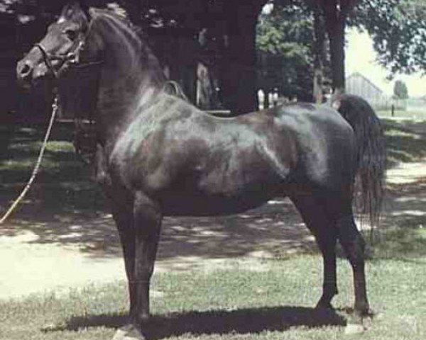 stallion Fa-Serr ox (Arabian purebred, 1947, from Fadl 1930 RAS)
