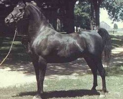 stallion Fa-Serr ox (Arabian purebred, 1947, from Fadl 1930 RAS)