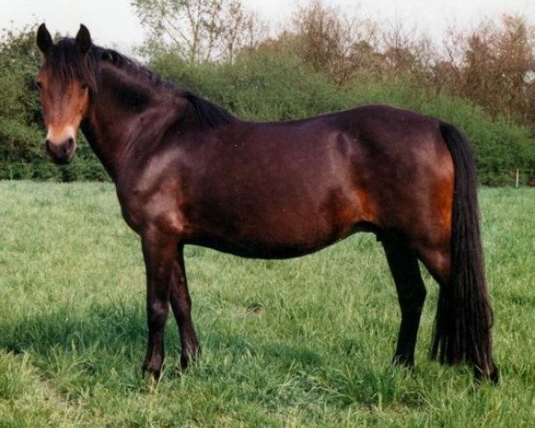 broodmare Gina (Welsh-Pony (Section B), 1975, from Chirk Caradoc) broodmare Gina (Welsh-Pony (Section B), 1975, from Chirk Caradoc)
