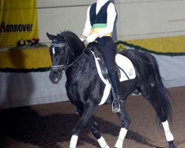 stallion Kiribati (German Riding Pony, 1991, from Kaiserjaeger xx)