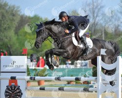 jumper Gandrio van den Bosrand (Belgian Warmblood, 2006, from Wandor van de Mispelaere D'10)