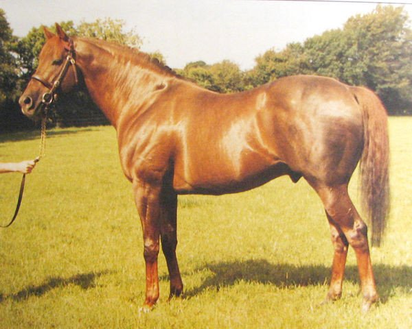 stallion Ballad Rock xx (Thoroughbred, 1974, from Bold Lad xx)