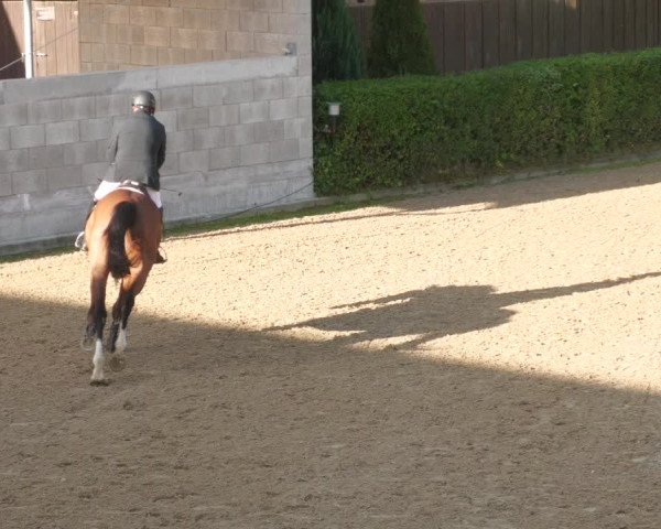 Reitturnier Böblingen 2022