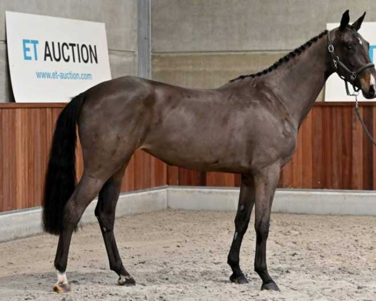 horse Piolotta van den Bosrand Z (Zangersheide riding horse, 2019, from Lugano B)