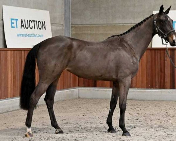 horse Piolotta van den Bosrand Z (Zangersheide riding horse, 2019, from Lugano B)