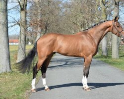stallion Prestige van het Kluizebos (Belgian Warmblood, 2015, from Halifax van het Kluizebos)