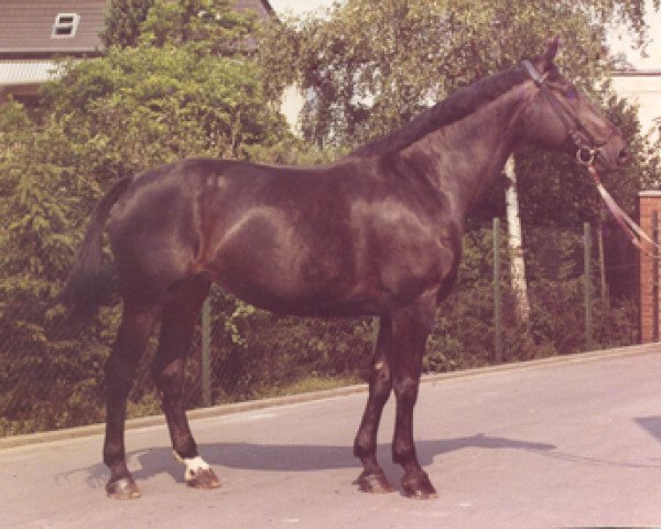 broodmare Wolgabirke (Hanoverian, 1962, from Wolgast)