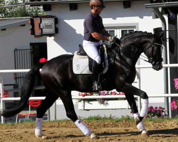 Deckhengst Sir Rubilord (Oldenburger, 2009, von Sir Donnerhall I)
