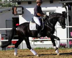 stallion Sir Rubilord (Oldenburg, 2009, from Sir Donnerhall I)
