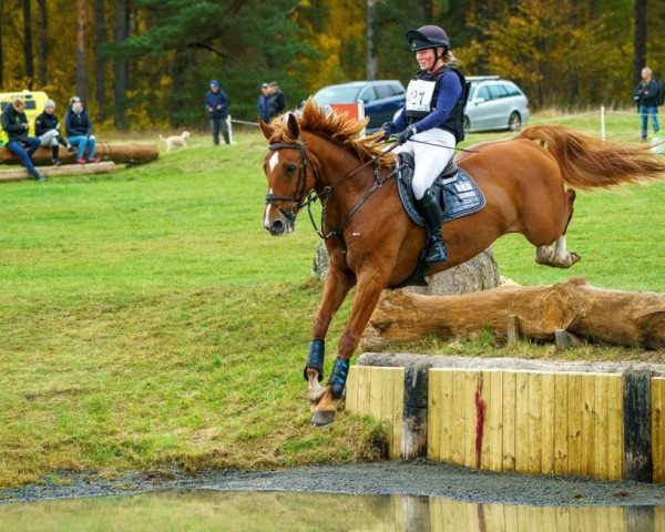 horse Corpoubet AT (Swedish Warmblood, 2013, from Corporal VDL)