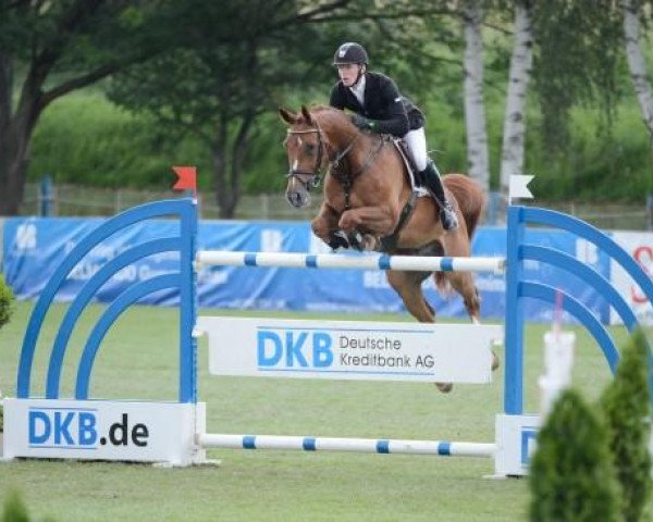 Springpferd Royale's Son (Westfale, 2001, von Royale W)