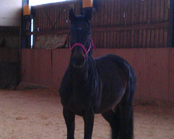 horse Une jollie femme (Westphalian, 1999, from Upan la Jarthe AA)