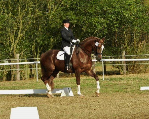 dressage horse Fazzino (Westphalian, 2002, from Florestan I) dressage horse Fazzino (Westphalian, 2002, from Florestan I)