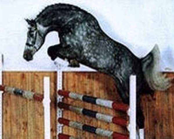 Deckhengst Charakter (Holsteiner, 1996, von Calido I)