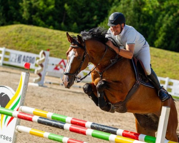 jumper Captain Morgan (Danish Warmblood, 2010, from Carrico)