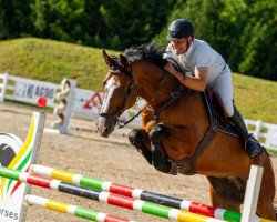 jumper Captain Morgan (Danish Warmblood, 2010, from Carrico)