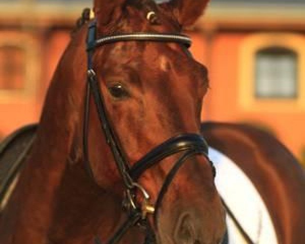 Pferd Don Dinoso (Zweibrücker, 2007, von Don Gregory)