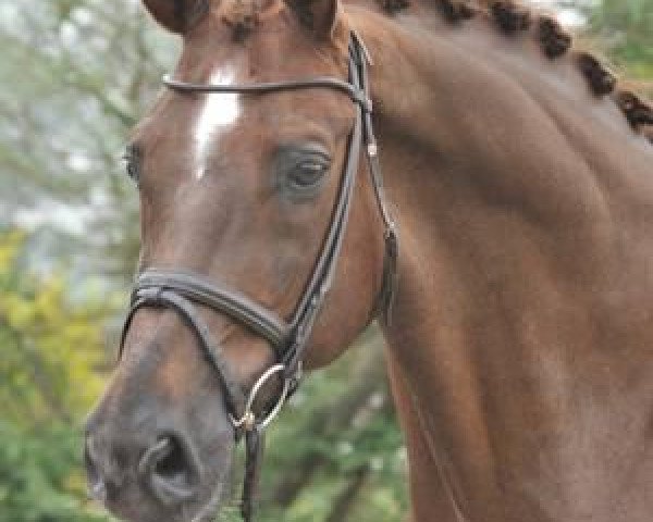 dressage horse Kohlpharmas Armageddon (Hanoverian, 1997, from A Jungle Prince)